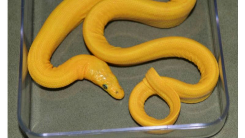 Mơ rắn vàng thì chơi lô đề con rắn số gì?